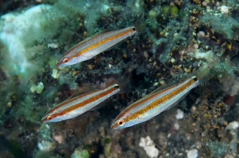 Hartzfeld's Wrasse