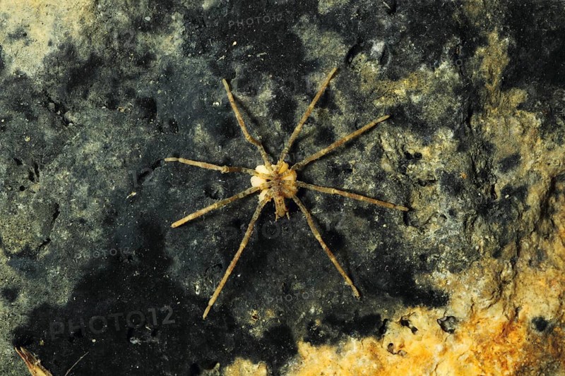 Sea spider