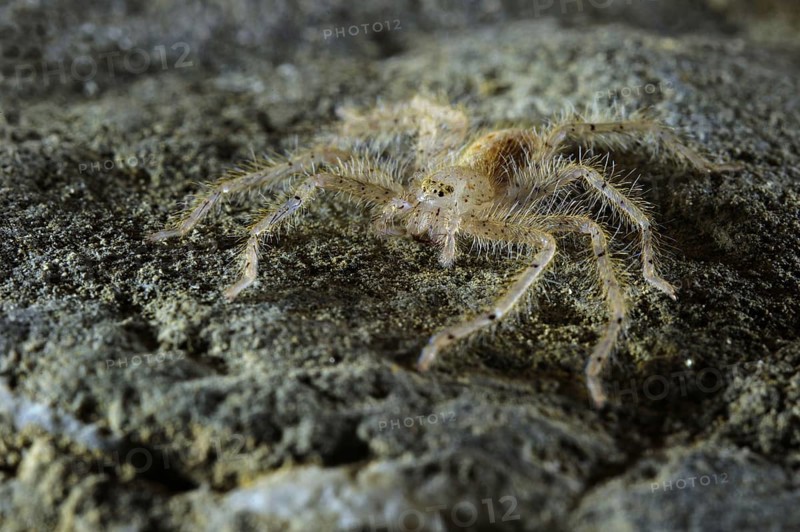 David Bowie's Huntsman Spider
