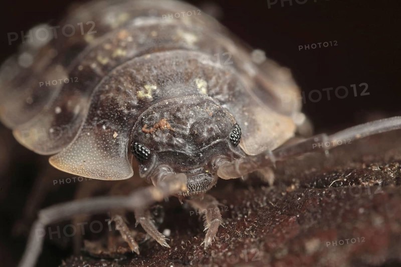Common Rough Woodlouse