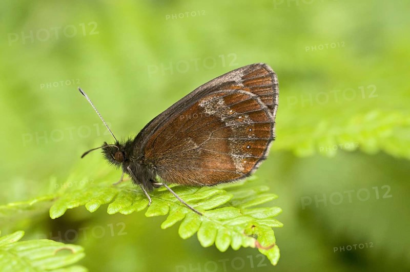 Scotch argus