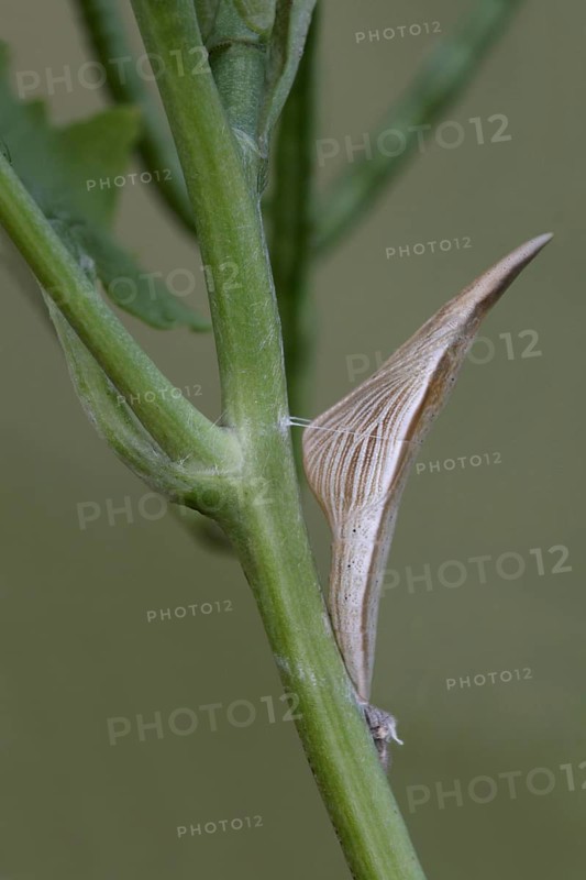 Orange tip