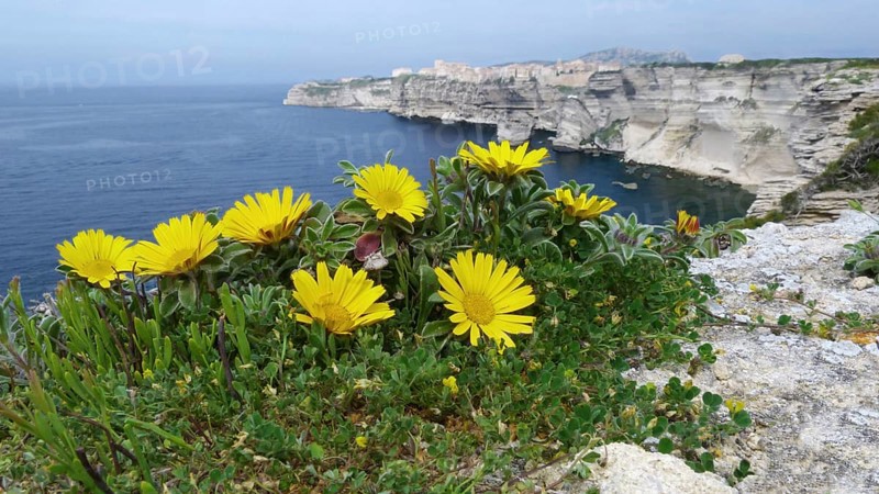 Flowering gold coin plant