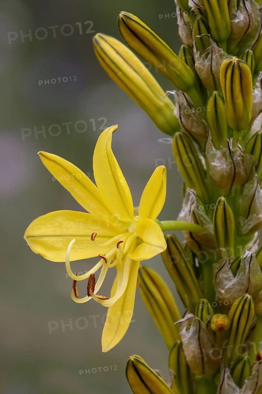 Yellow Asphodel