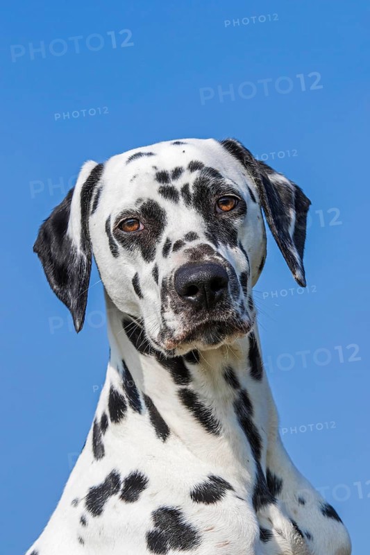 Dalmatian