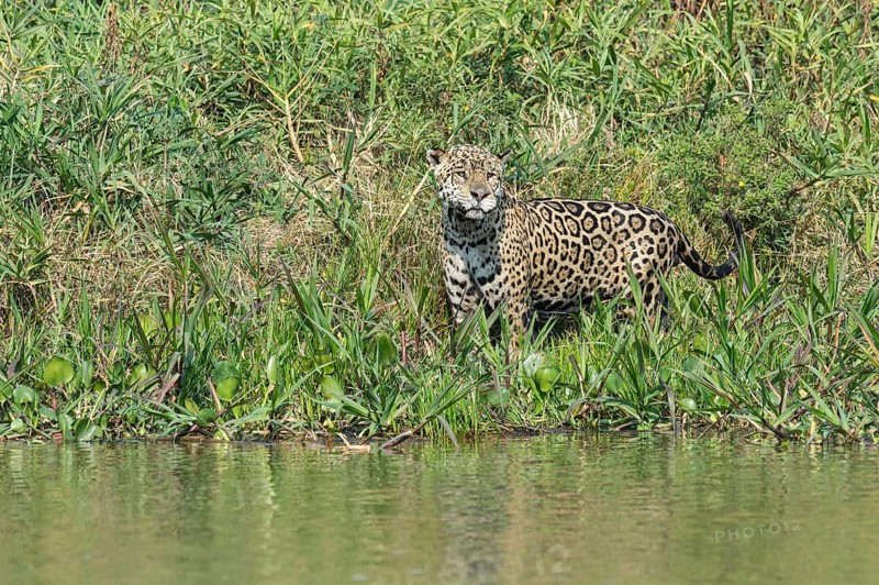 Male jaguar
