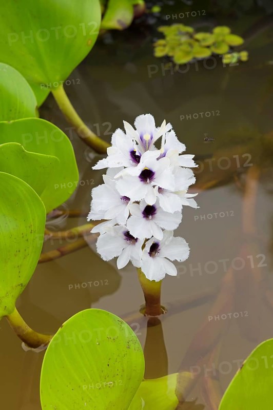 Common water hyacinth