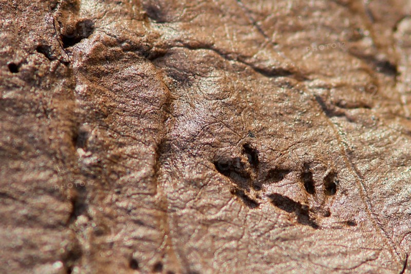 Rat track on the shore