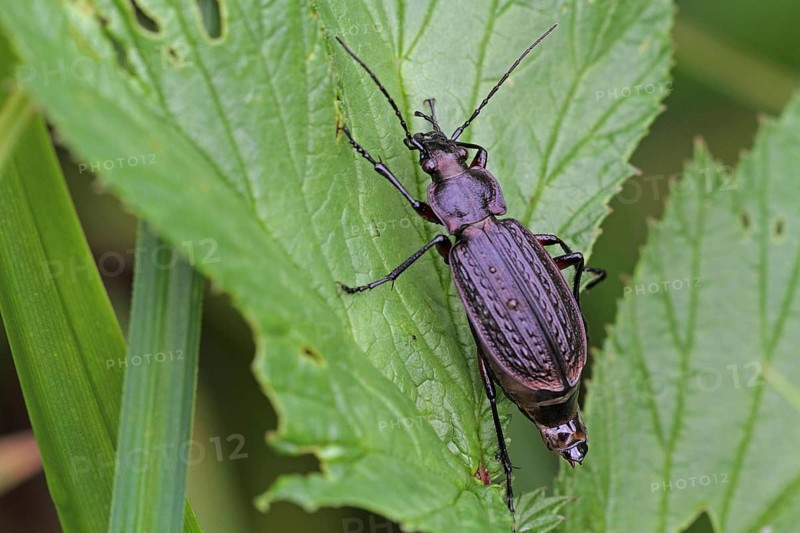 Ground beetle