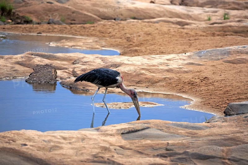 Marabou Stork