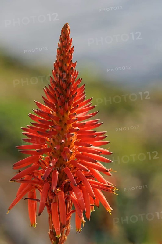 Krantz aloe
