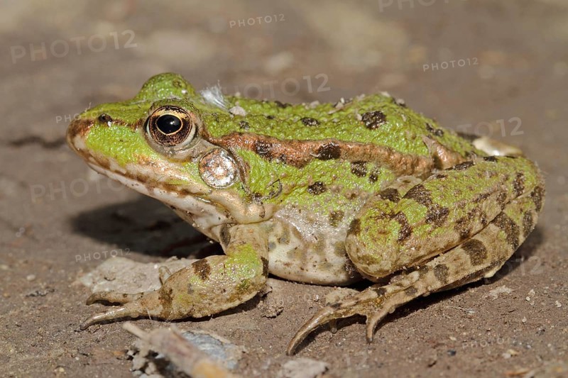 Edible Frog