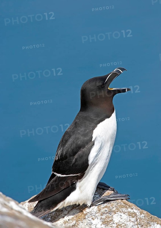 Razorbill