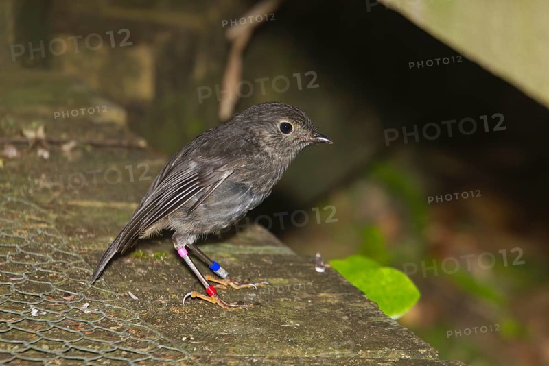 North Island Robin