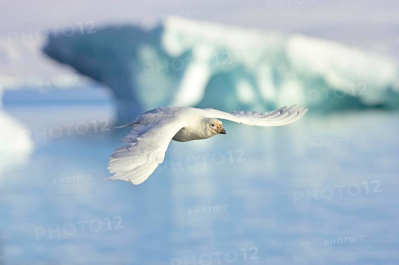 White-faced sheathbill