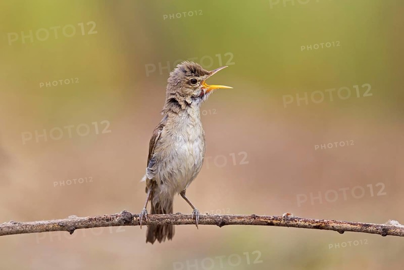Eastern eastern olivaceous warbler