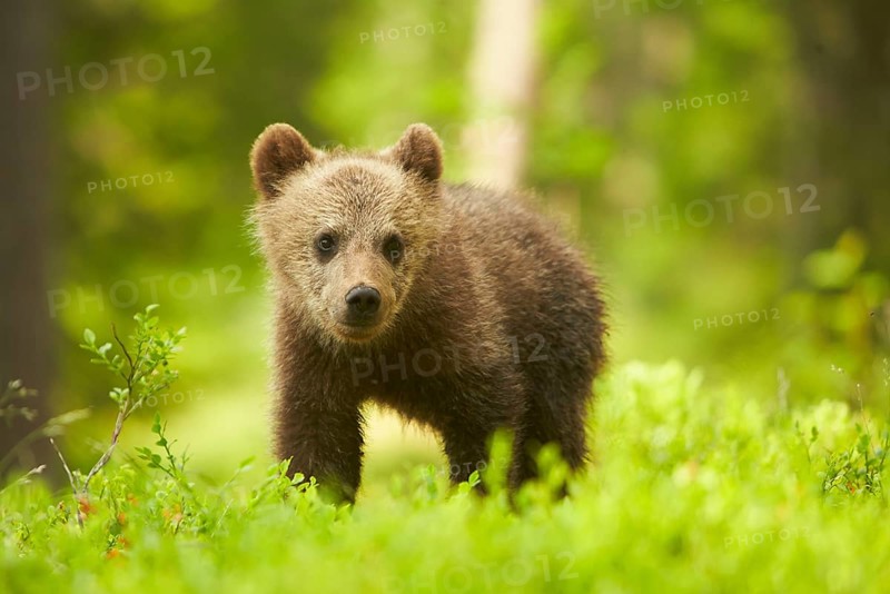 European brown bear