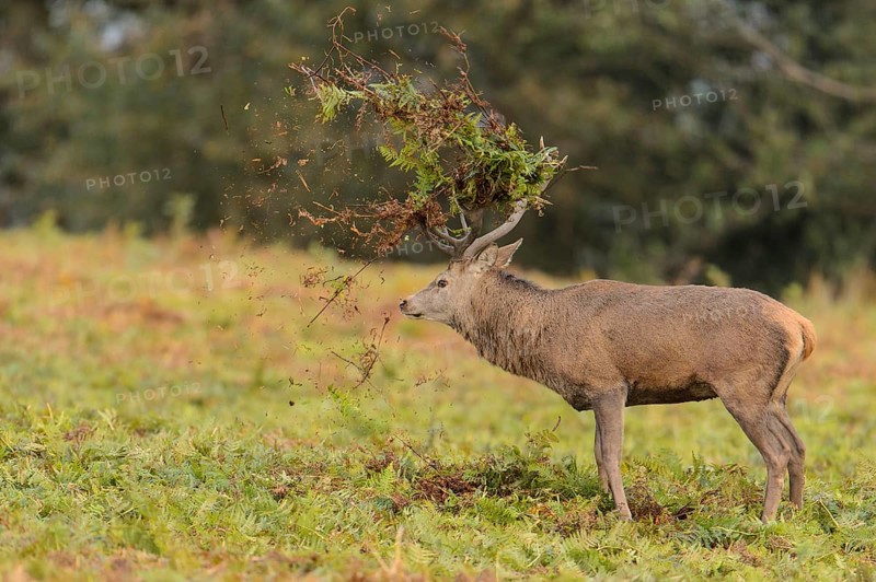 Red Deer