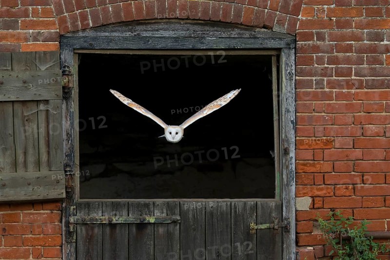 Common barn owl