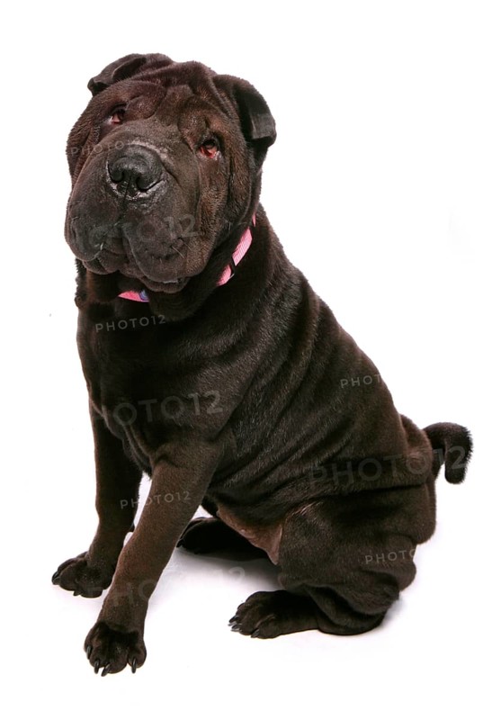 Domestic Dog