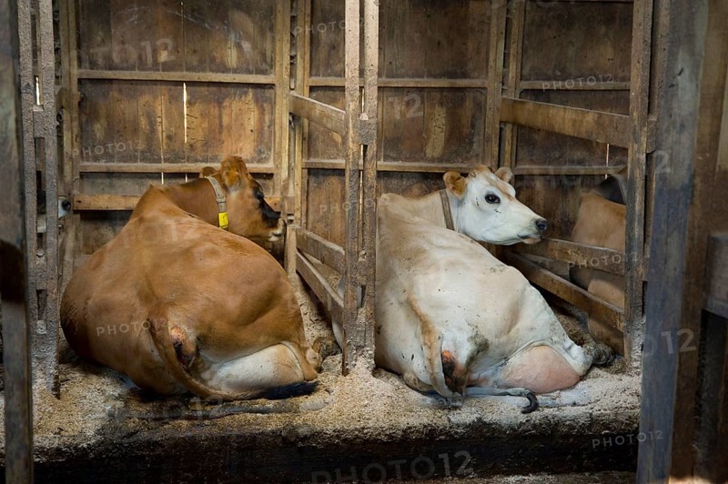 Domestic cattle