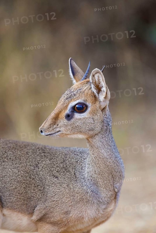 Guenther's dik-dik