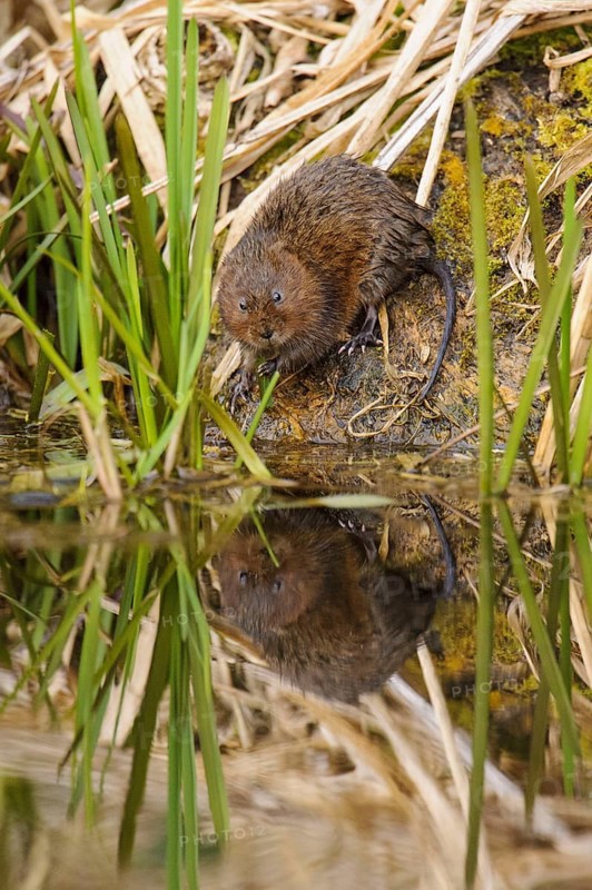 Eastern vole