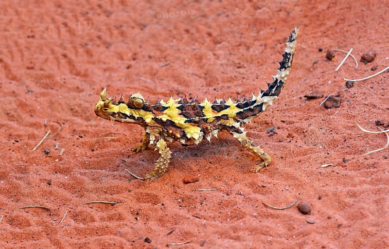 Thorny devil