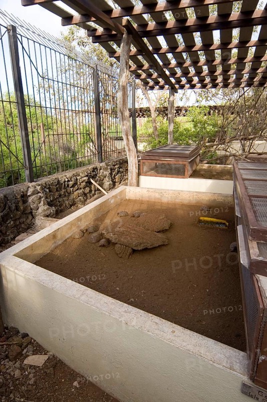 Testudo elephantopus porteri porteri porteri
