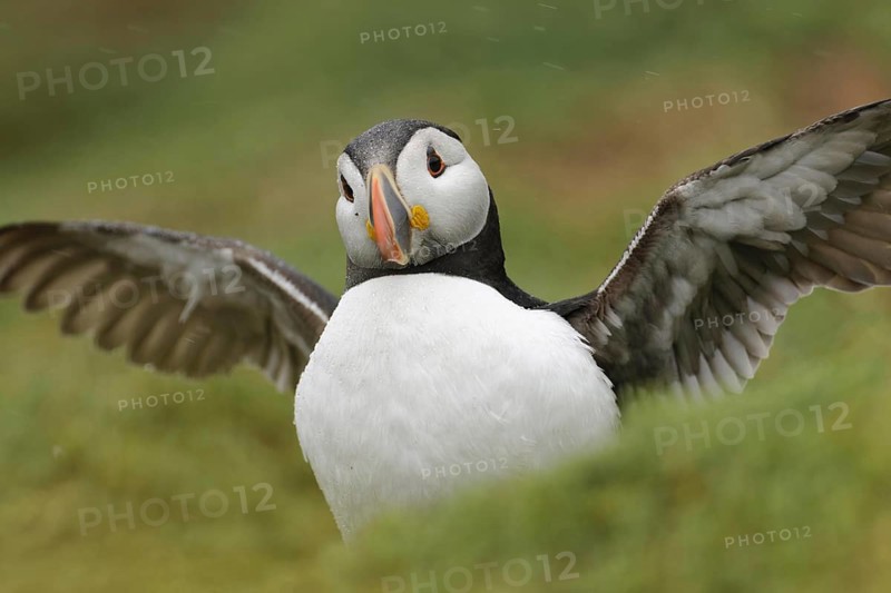 Atlantic puffin