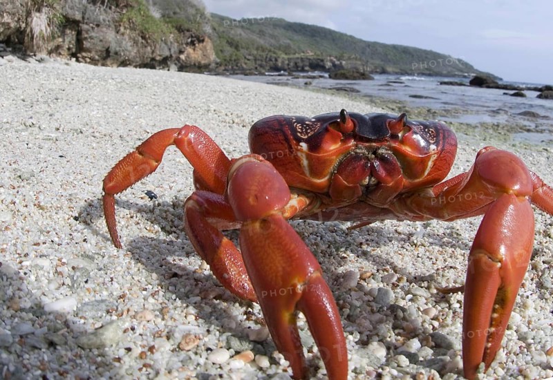 Christmas island red crab