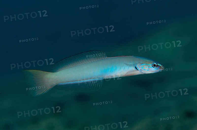 Pearl Dartfish