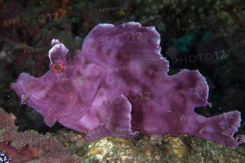 Paddle-flap Scorpionfish