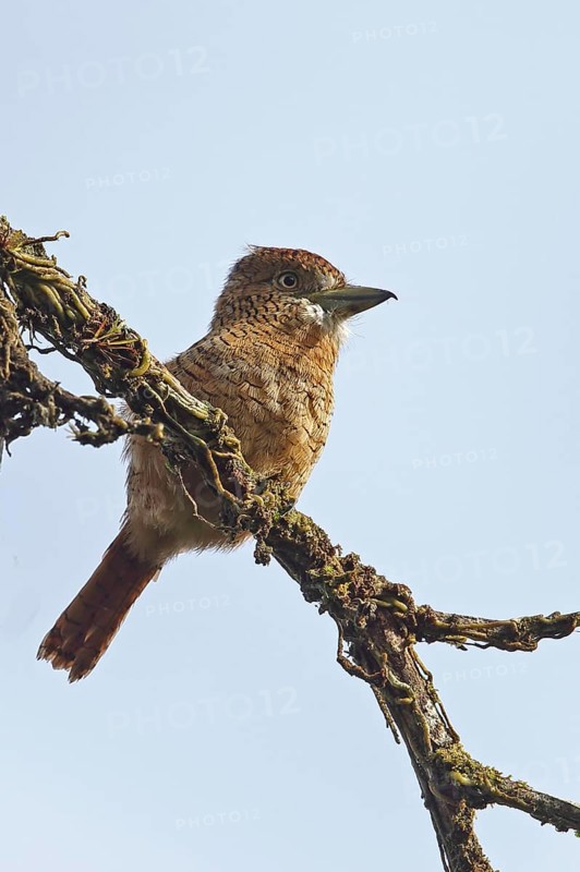 Barred Puffbird