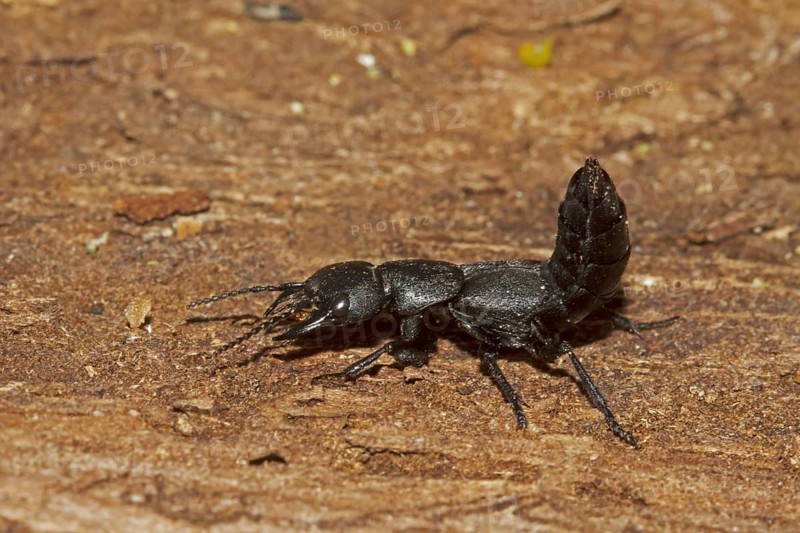 Staphylinus olens