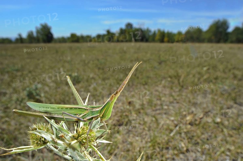 Mediterranean Slant-faced Grasshopper