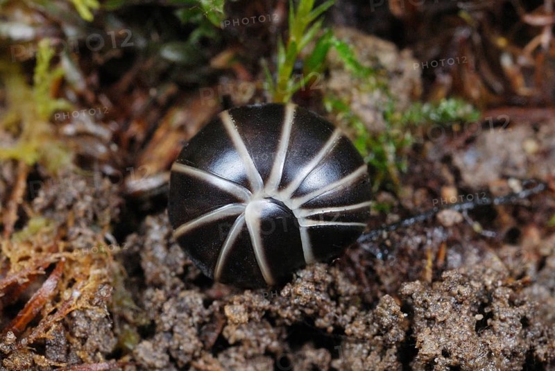 Common Pill Millipede