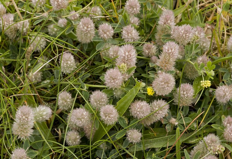 Hare's-foot Clover