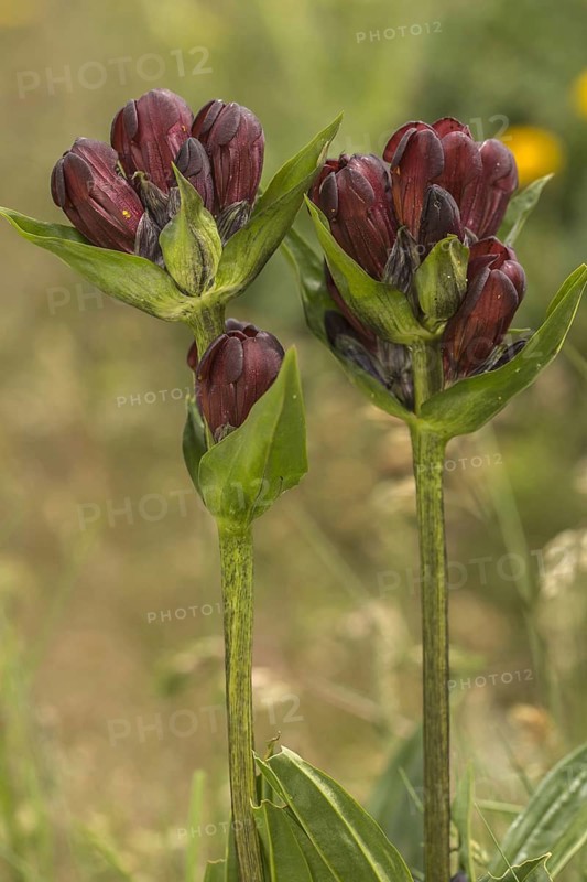 Flowering purple gentian