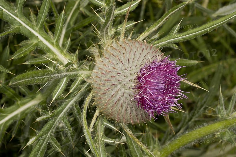 Woolly Thistle