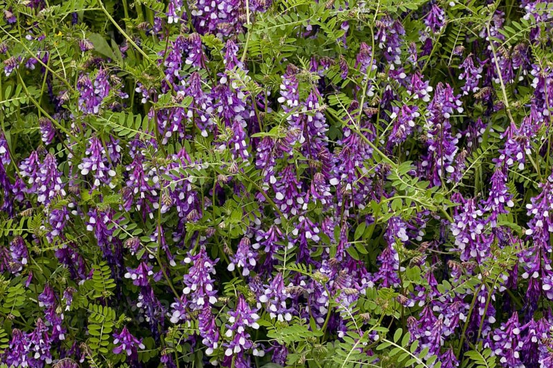 Flowering hairy vetch