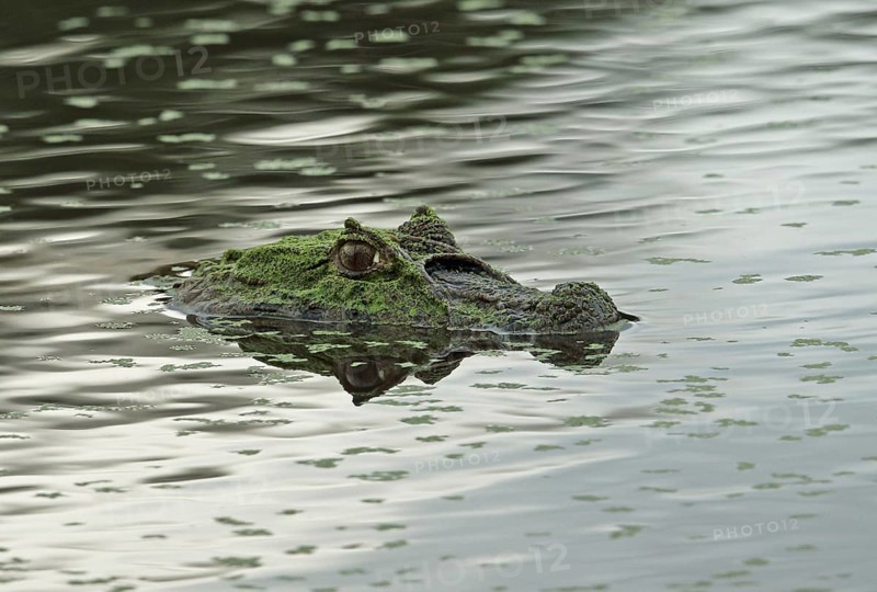 Adult broad-snouted caiman