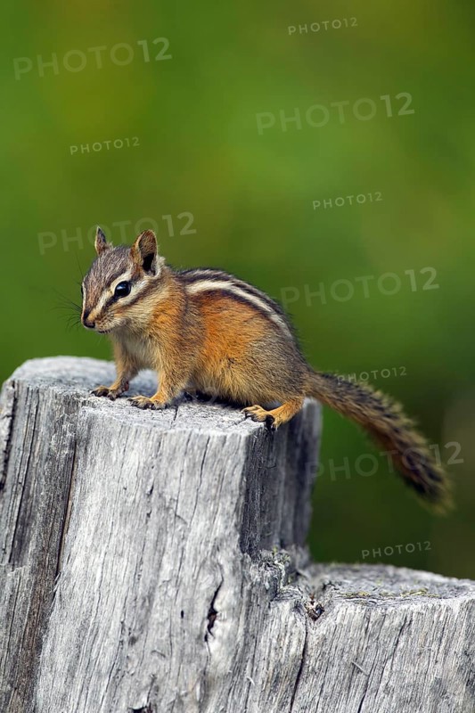 Least chipmunk