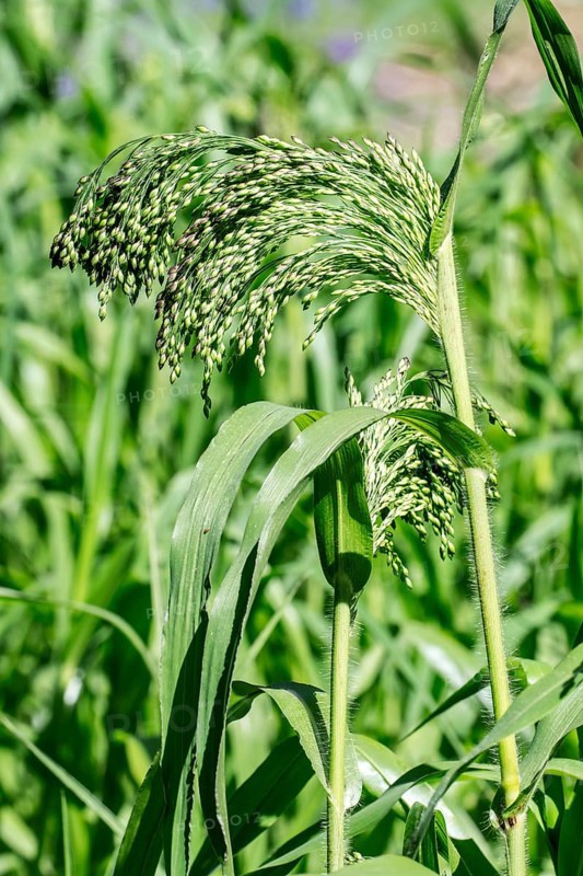 Proso millet