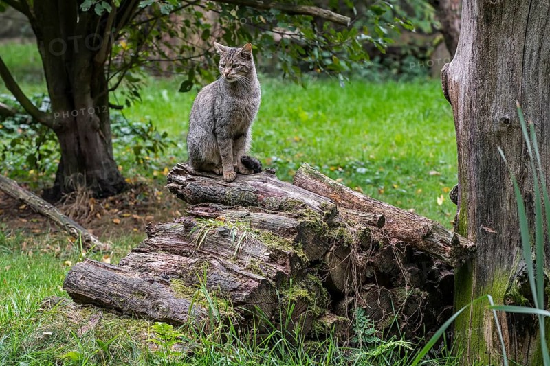 European wildcat