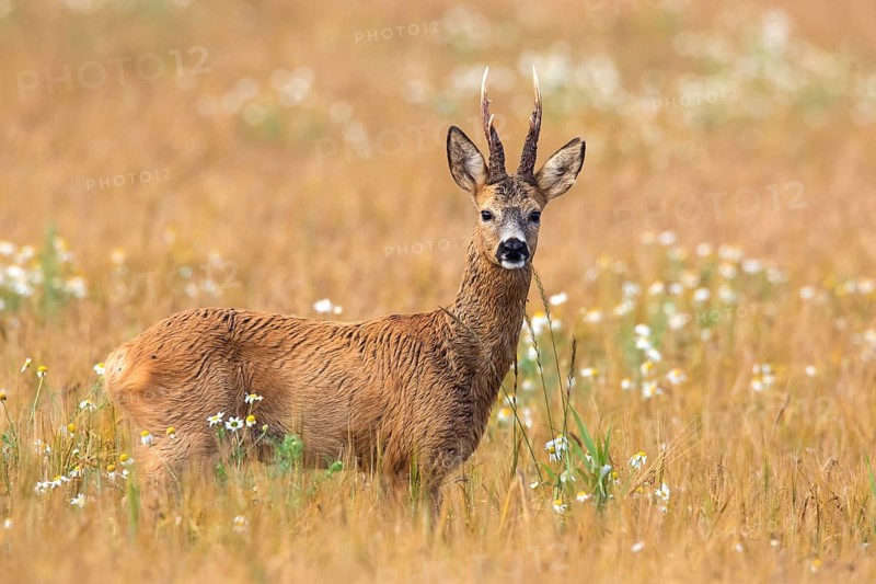 European european roe deer