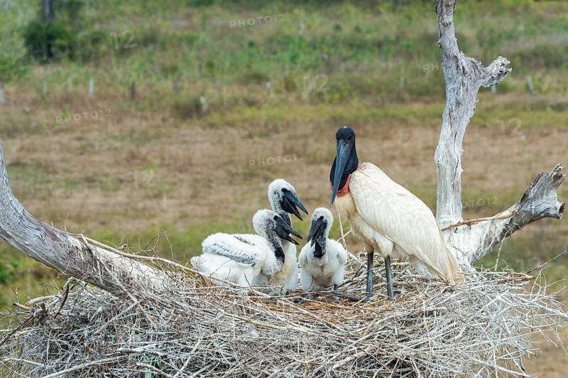 Jabiru