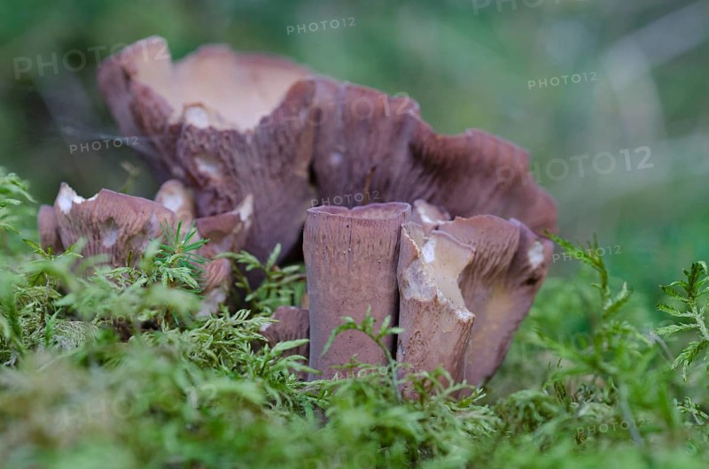 Purple Pig's Ear
