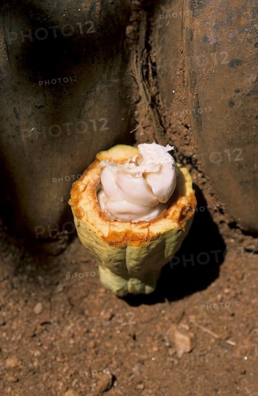 Real cocoa tree