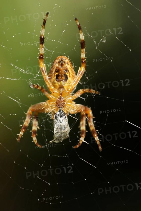 European garden spider
